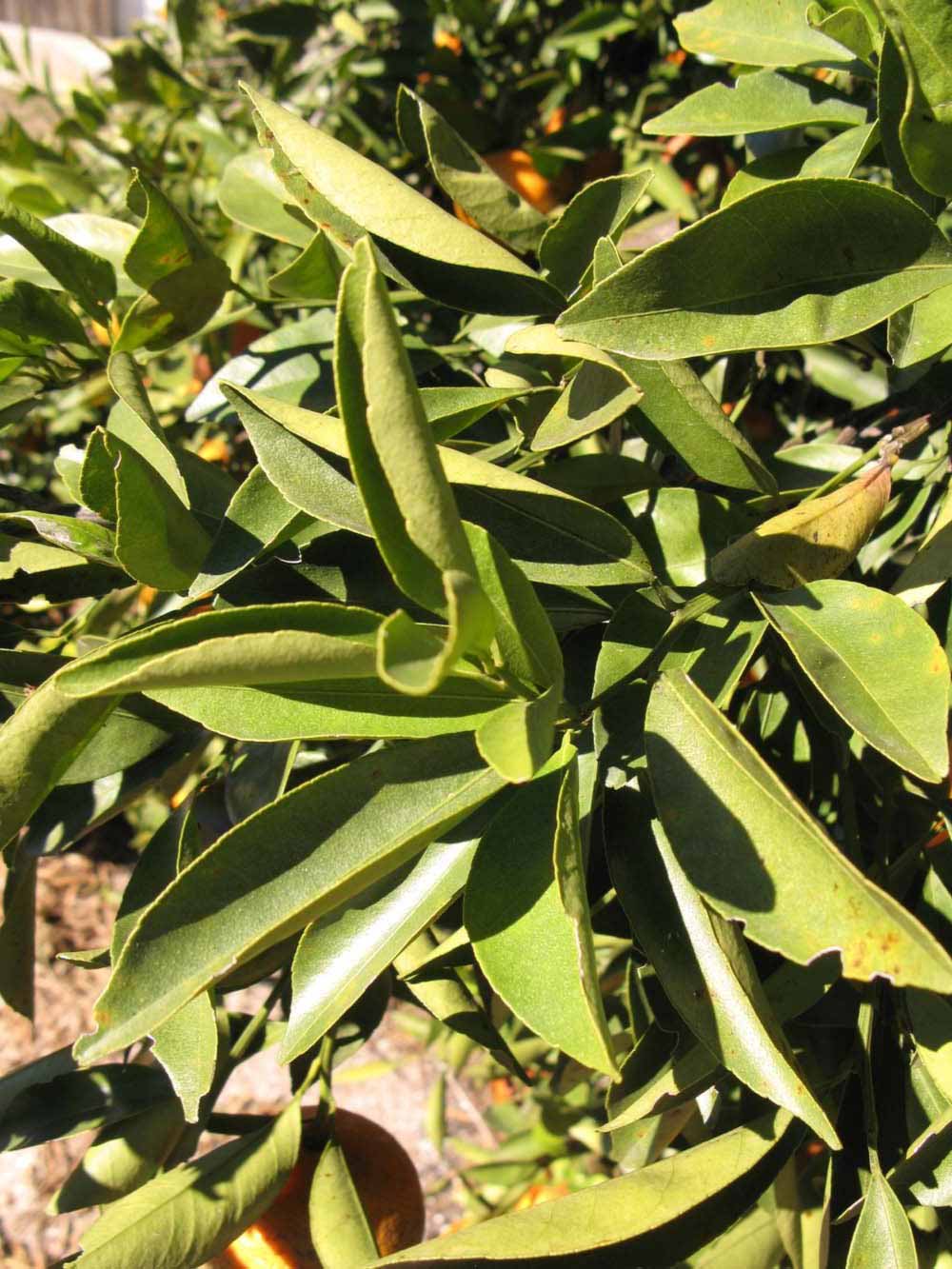            Sun leaves (Winter Haven, FL)   
